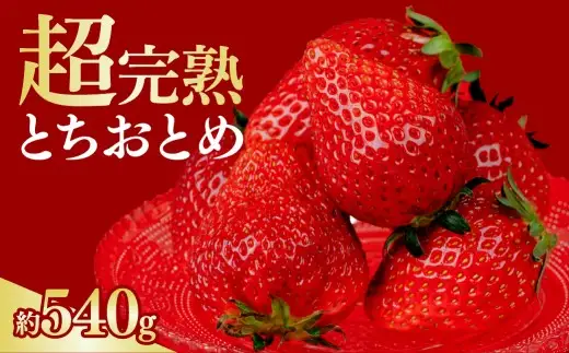 いちご【1月以降発送】朝摘み とちおとめ レギュラーサイズ 2パック540g ｜ いちご イチゴ
