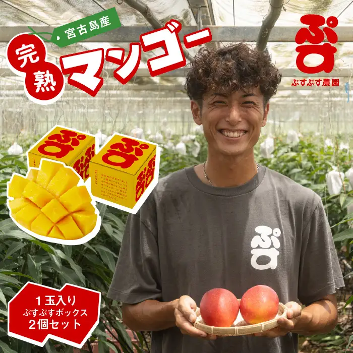 【先行予約】【ぷすぷす農園】＜2027年発送＞宮古島産完熟マンゴー1玉入り×2個セット（農園直送）（KY016）