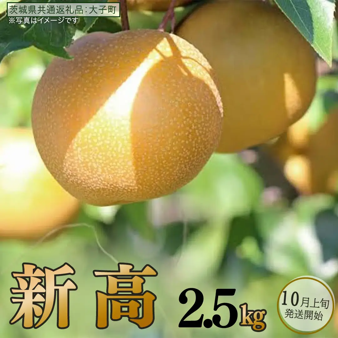 梨 新高 2.5kg 【 2026年10月上旬発送開始 】 ( 茨城県共通返礼品：大子町 )