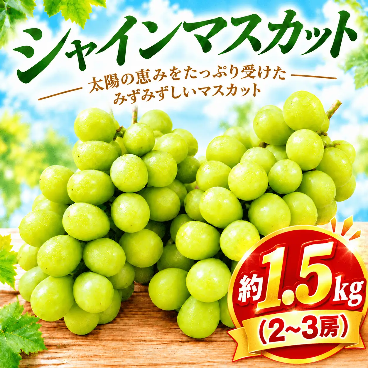 香取市産 訳あり シャインマスカット約1.5kg（2～3房）【現在発送中】｜ ぶどう 白 シャインマスカット