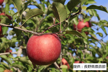 【11月中旬発送予定】りんごの王様 ふじりんご 1箱(5kg) 003-001