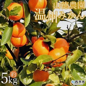 山徳農園「温州みかん」５kg（数量限定） MYT0001