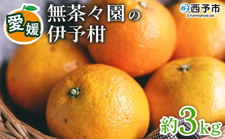 先行予約 ＜無茶々園の伊予柑 約3kg＞ 果物 いよかん イヨカン みかん ミカン 蜜柑 柑橘 フルーツ 選べる内容量 期間限定 季節限定 特産品 愛媛県 西予市【常温】『2027年1月中旬～2月中旬に順次出荷予定』AMC0003