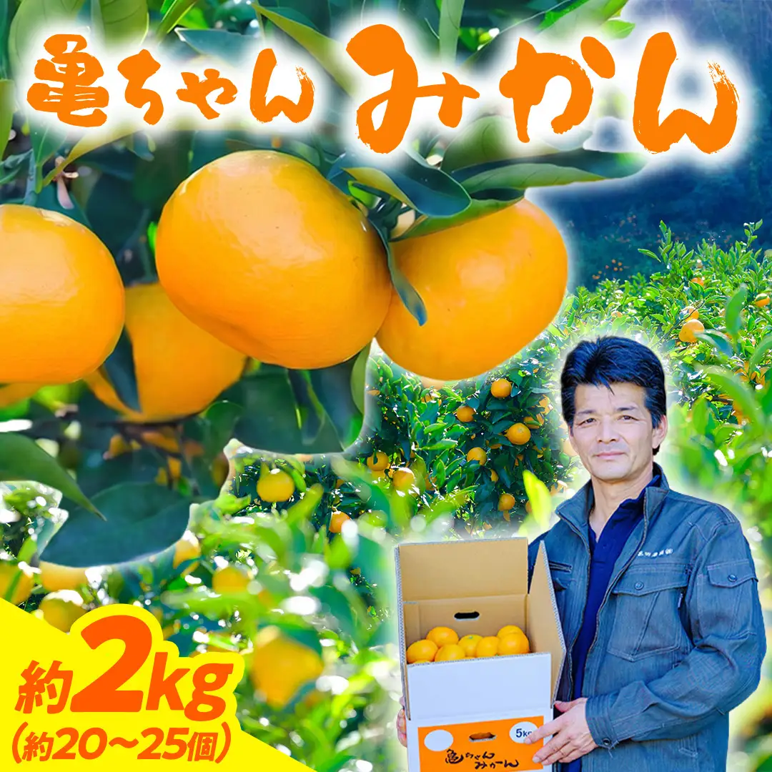 瀬戸内 亀ちゃんみかん 2kg 約20～25個程度 温州みかん 皮が薄い 甘み凝縮 [先行予約 2026年11月中旬～発送] S～M玉 広島県 大崎上島町 国産 濃厚 果物 フルーツ ギフト 家庭用 送料無料 産地直送 亀田農園