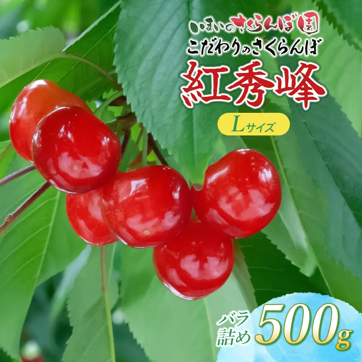 【令和9年産先行予約】こだわりのさくらんぼ「紅秀峰」Lサイズ以上 バラ詰め 500g いまいのさくらんぼ園 K-935