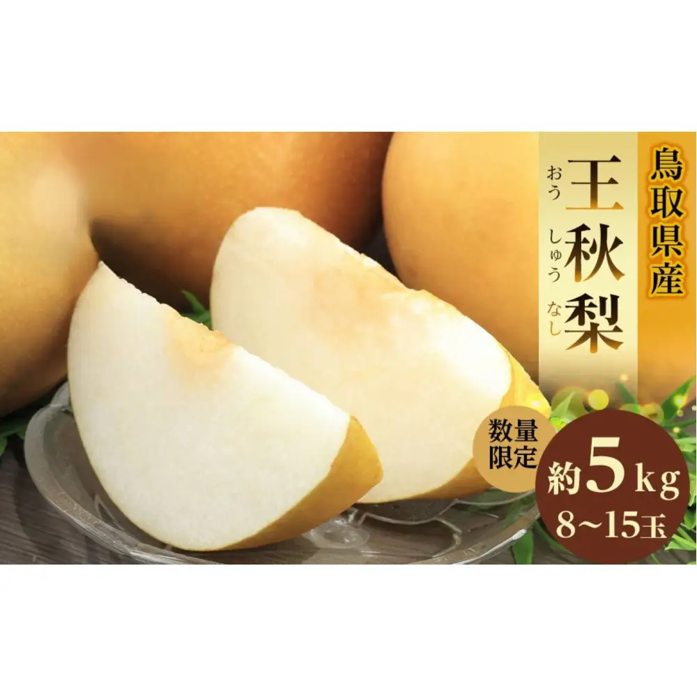 【先行予約】ギフト用 数量限定 鳥取県産”王秋梨（おうしゅうなし）” 約5kg （8～15玉）≪2026年11月中旬頃出荷≫