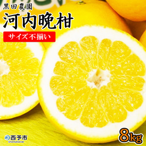 黒田農園直送 西宇和産河内晩柑 8kg(サイズ不揃い） MKN0006