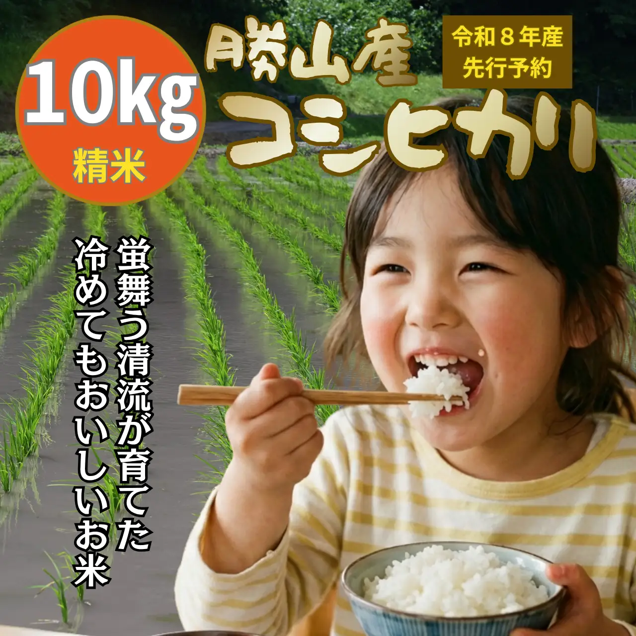 米 コシヒカリ 精米 10kg 令和8年産 先行予約 [A-104003]