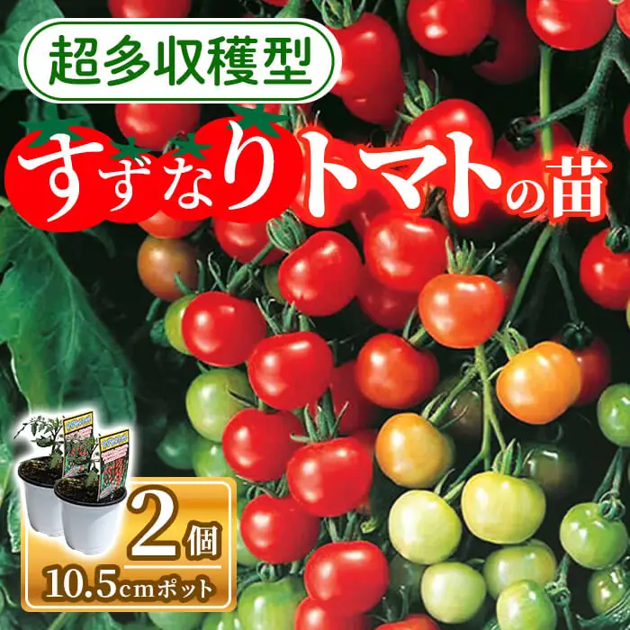 すずなりトマトの苗(10.5cmポット×2個) トマト ミニトマト トマト苗 家庭菜園 プランター栽培 露地栽培 超多収穫 多収型 糖度 初心者向け 10.5cmポット ベランダ菜園 夏野菜 新登場 【m112-03】【ITANSE】