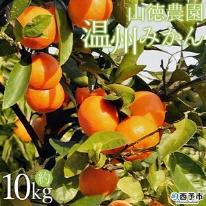 山徳農園「温州みかん」10kg（数量限定） MYT0002