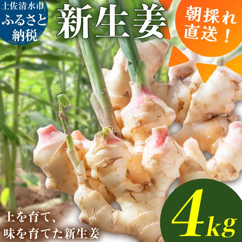 新生姜 4kg 水洗いのみ【R01774】 | 高知県土佐清水市 | ふるさと納税