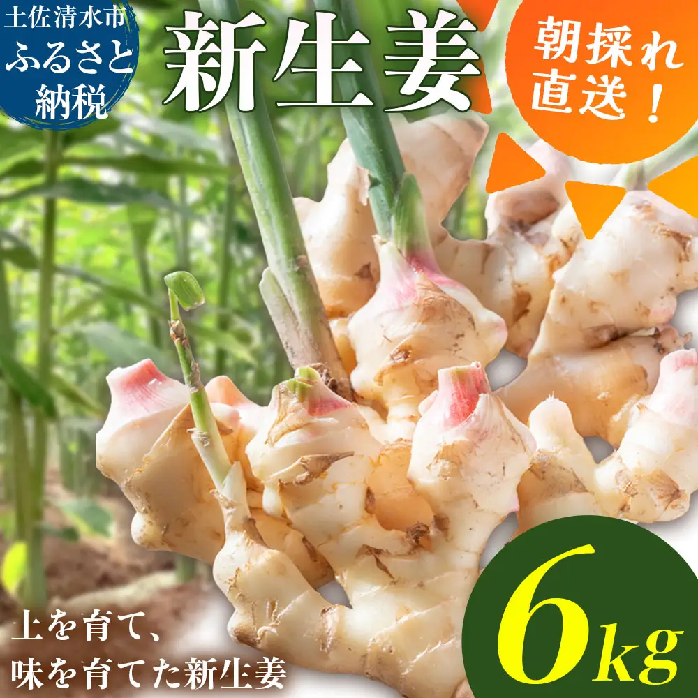 新生姜 6kg（3kg×2箱）水洗いのみ【R01775】 | 高知県土佐清水市