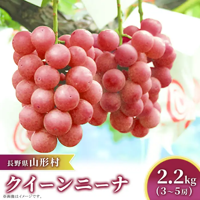 クイーンニーナ 約2.2kg（3～5房）長野県山形村 2415