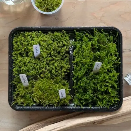 【テラリウム用】苔弁当 (苔のみ)【1778159】
