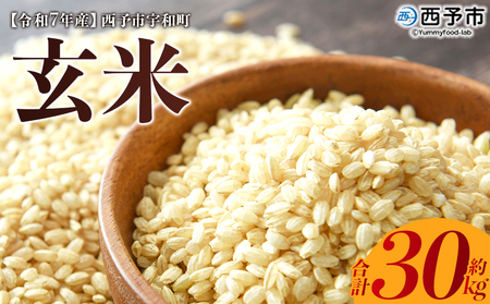 ＜令和7年産 西予市宇和町産 玄米 30kg＞ お米 コメ ご飯 ライス 穀物 こしひかり コシヒカリ にこまる 晩稲 大粒 特産品 三好フク 愛媛県 西予市 【常温】『1か月以内に順次出荷予定』 UMH0006