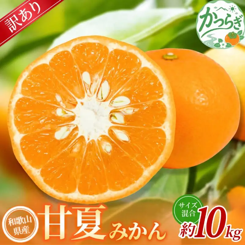 【訳あり】 森本農園の手選別 甘夏みかん 約10kg 和歌山県産 サイズ混合 【北海道・沖縄・離島配送不可】【2027年4月上旬～5月中旬頃に順次発送】【BV-mrmt146A】