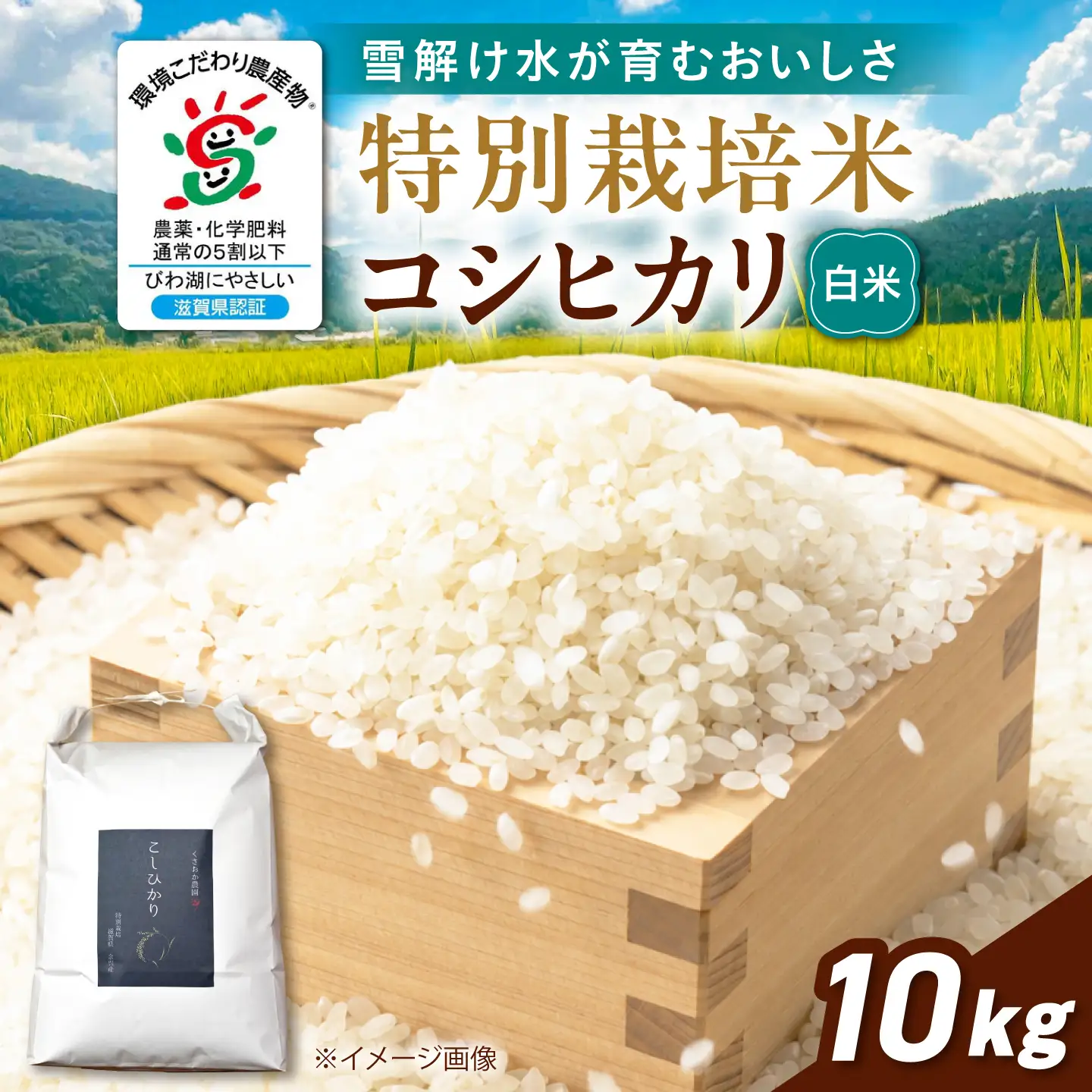 白米 特別栽培米コシヒカリ10kg 白米[AQEB003] 白米