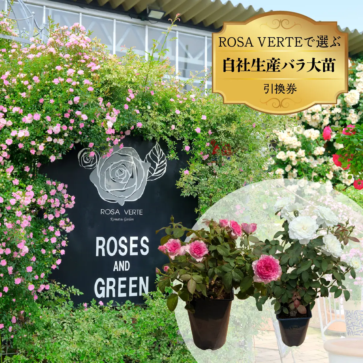 コマツガーデン直営店「ROSA VERTE」で選ぶ、自社生産バラ大苗引換券 SWBD016