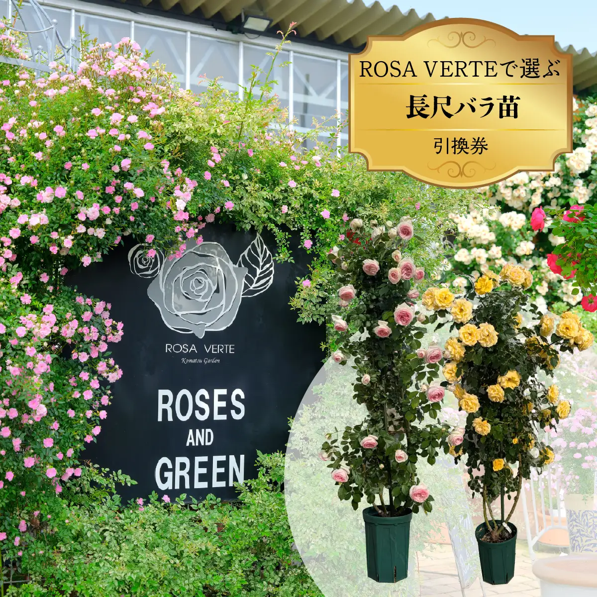 コマツガーデン直営店「ROSA VERTE」で選ぶ、自社生産 長尺バラ苗引換券 SWBD017