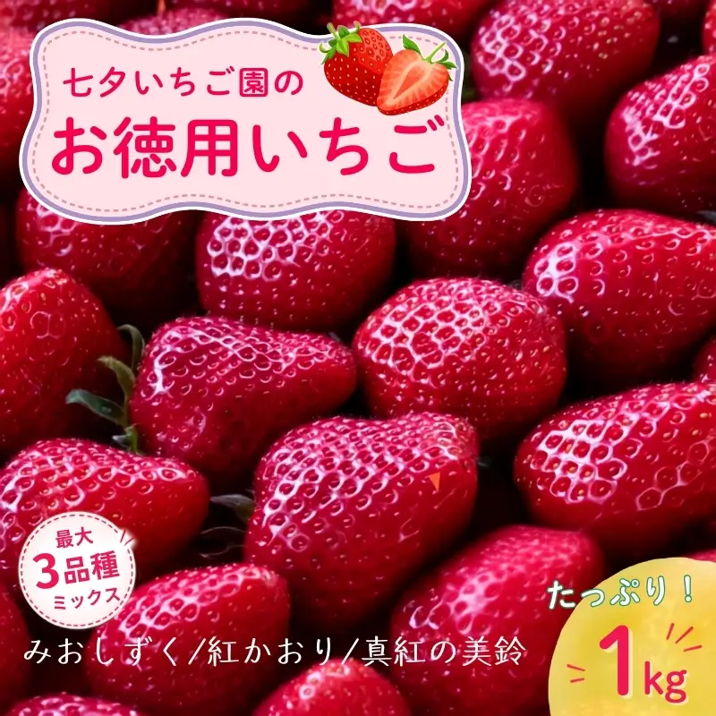 【最大3品種ミックス】【訳あり】たっぷり1kgお徳用いちご　※2月上旬より順次配送　いちご イチゴ 苺 果物 フルーツ 滋賀県 米原市
