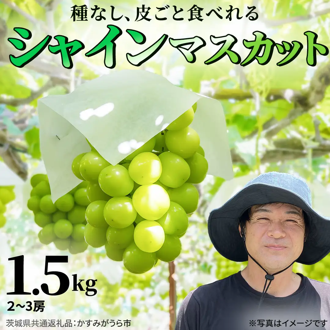 シャインマスカット 約1.5kg (茨城県共通返礼品/かすみがうら市