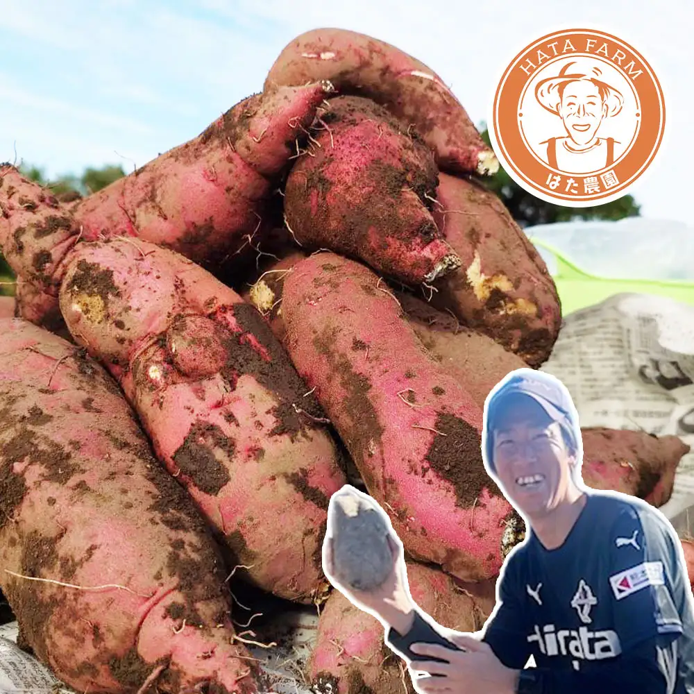 元Jリーガーが育てた! 熊本産 シルクスイート 約3kg （ 10 ～ 12本 ） さつまいも サツマイモ イモ いも 芋 スイートポテト 野菜 やさい 焼き芋 焼芋 焼きいも 熟成 国産 熊本県産 【 2026年11月下旬～2027年1月下旬発送予定 】