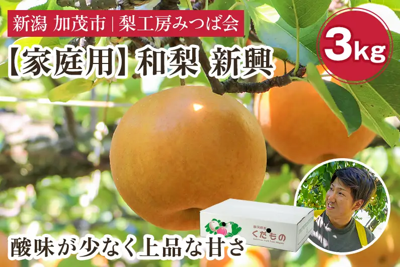 【2026年先行予約】【家庭用】新潟県産 和梨 新興 3kg（4〜7玉）《10月下旬～順次発送》しんこう 梨工房みつば会