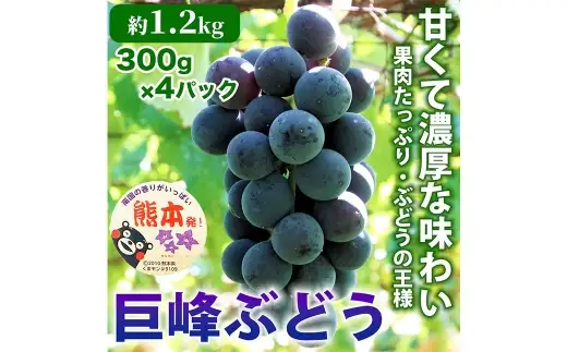 巨峰 ぶどう 4パック 約1.2kg ブドウ 葡萄 高級ぶどう 高級 ぶどうの王様 大粒 果物 くだもの フルーツ 果実 果汁 果肉 甘み ジューシー 旬の果物 国産 熊本県産 【 2027年7月下旬～2027年8月下旬順次発送予定 】