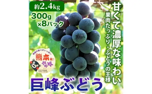 巨峰 ぶどう 8パック 約2.4kg ブドウ 葡萄 高級ぶどう 高級 ぶどうの王様 大粒 果物 くだもの フルーツ 果実 果汁 果肉 甘み ジューシー 旬の果物 国産 熊本県産 【 2027年7月下旬～2027年8月下旬順次発送予定 】