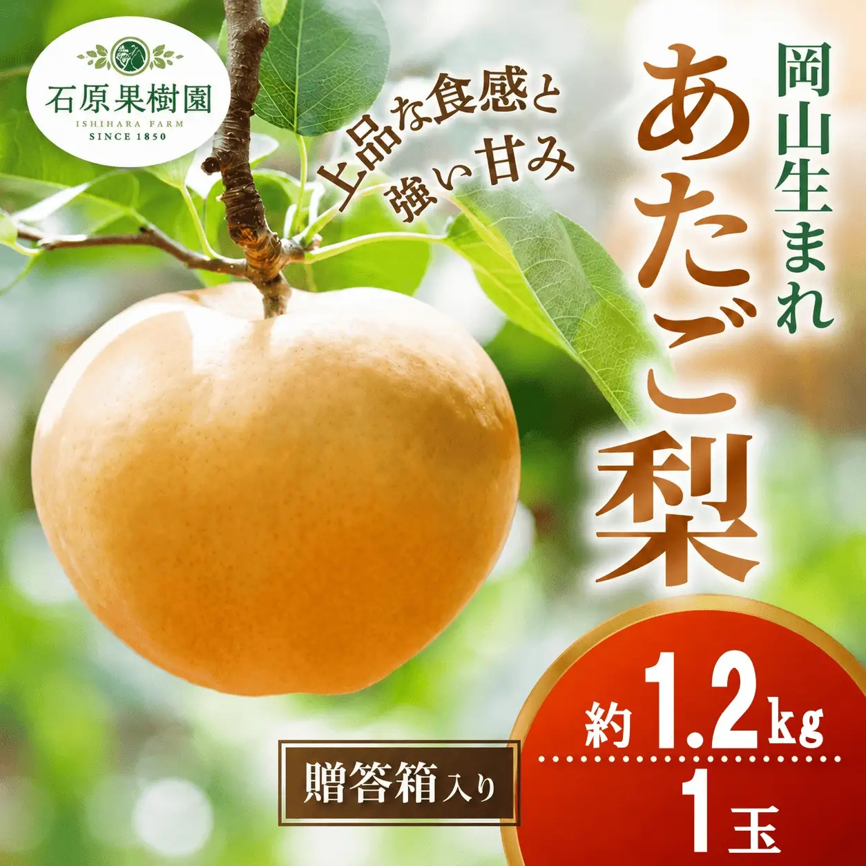 梨 あたご梨 1玉 贈答箱 約1.2kg 岡山県産 愛宕梨【ishk003-01】
