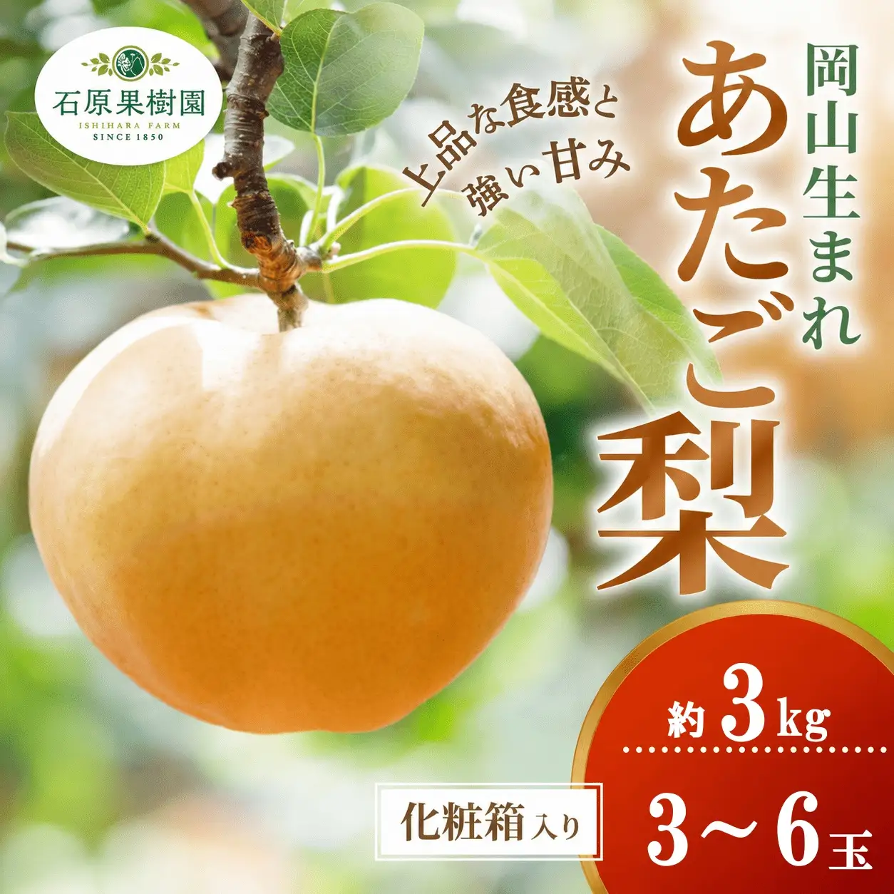 梨 あたご梨 3kg 3-6玉 化粧贈答箱 岡山県産 愛宕梨【ishk011-01】