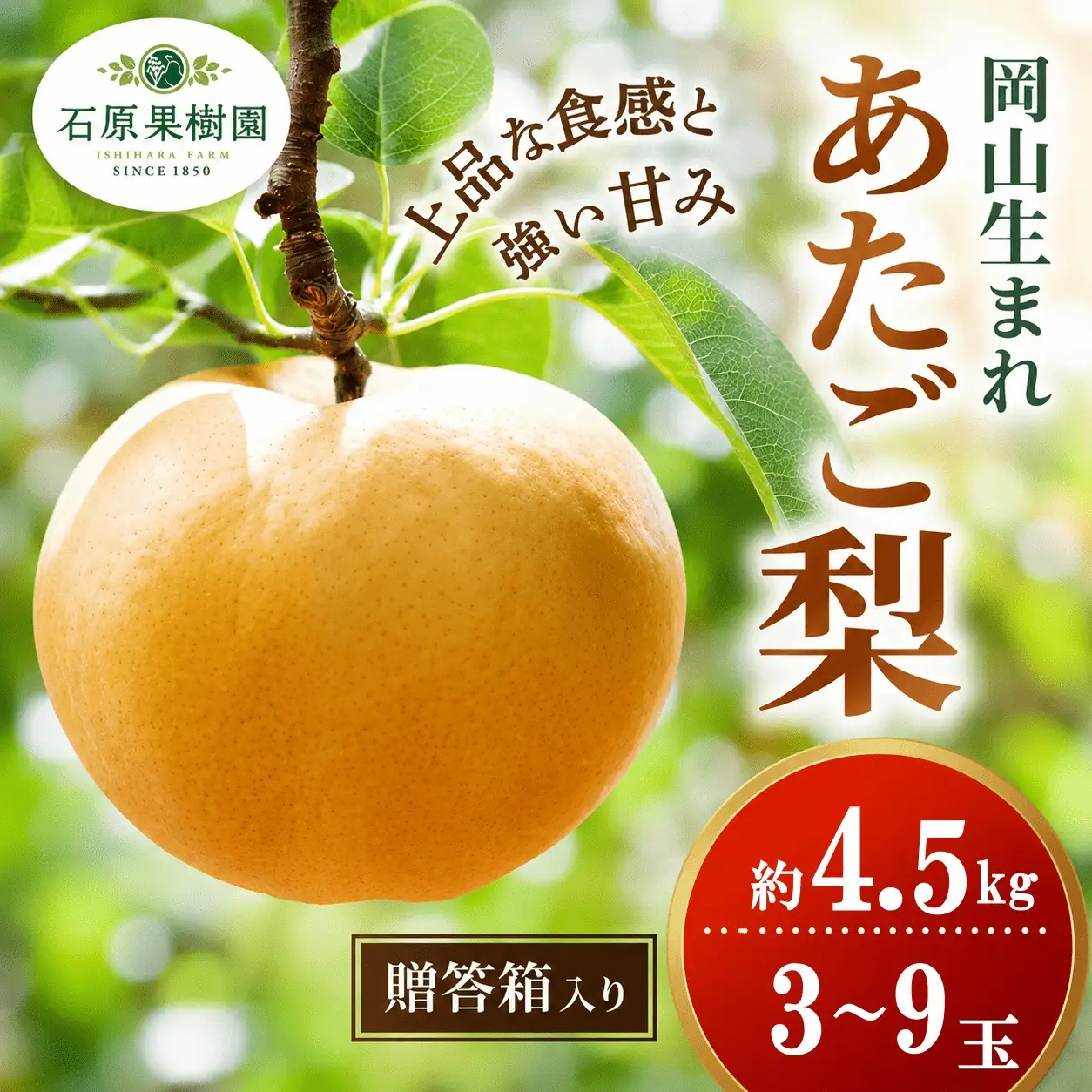 梨 あたご梨 4.5kg 3-9玉 贈答箱 岡山県産 愛宕梨【ishk013-01】