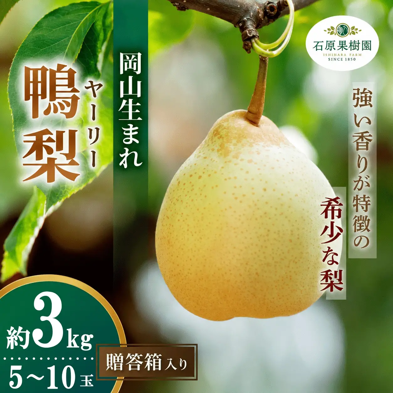 梨 ヤーリー梨 鴨梨 5～10玉 3kg 贈答箱 岡山県産 【ishk016-01】