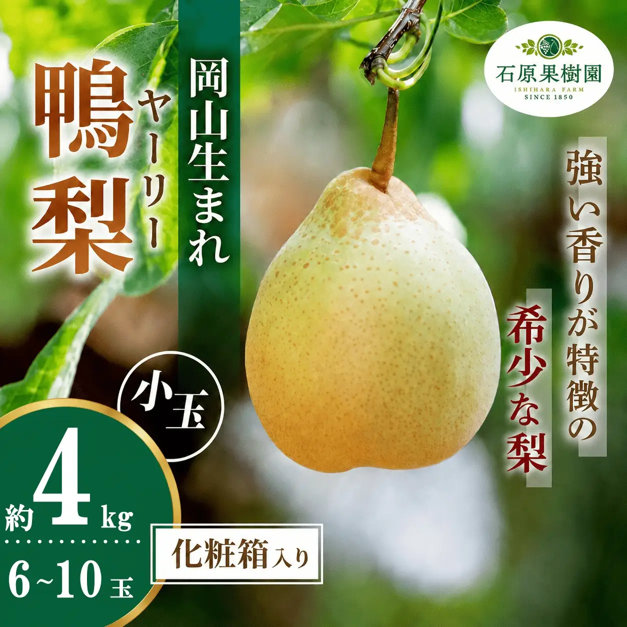 梨 ヤーリー梨 鴨梨 大玉6～10玉 4kg 化粧贈答箱 岡山県産【ishk017-01】