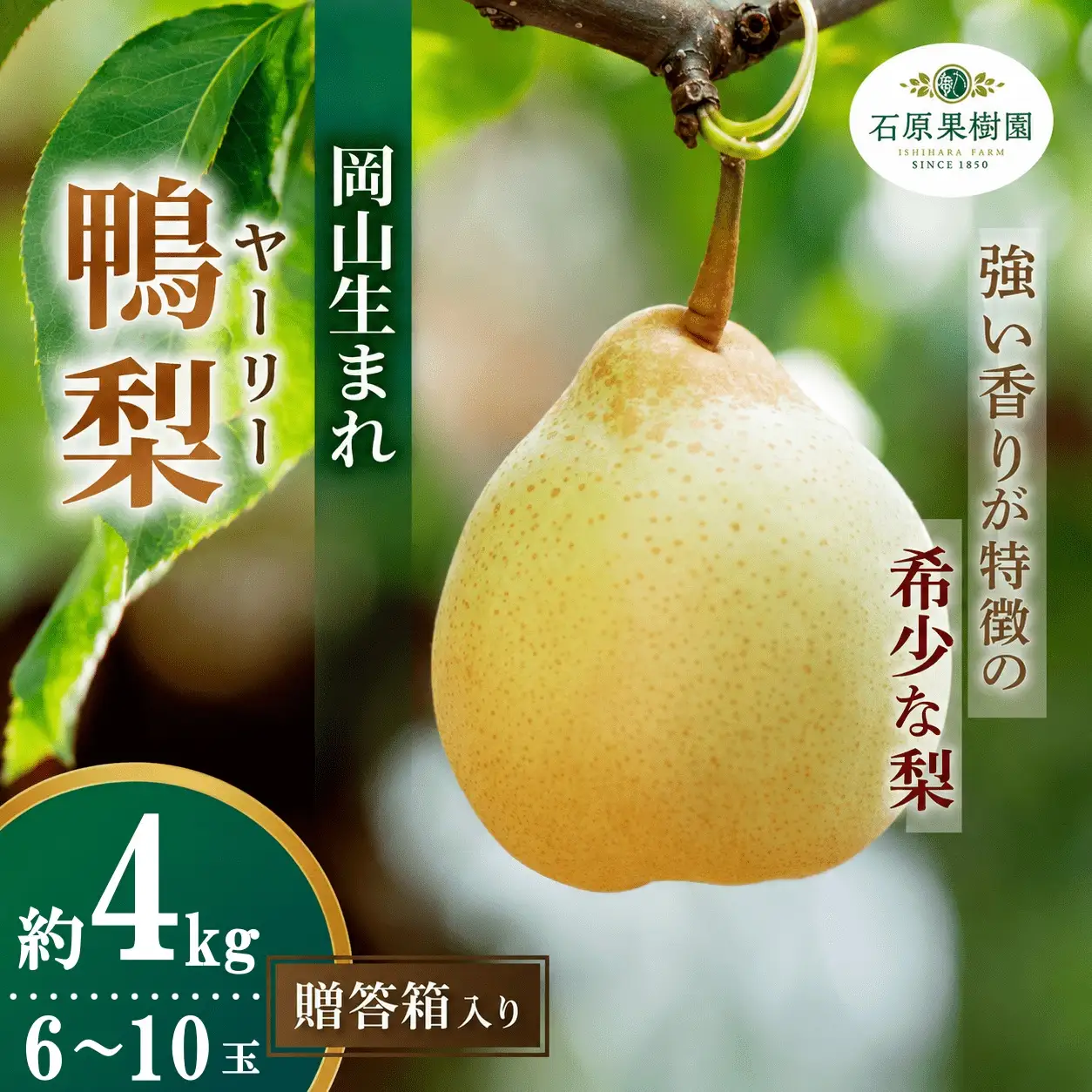 梨 ヤーリー梨 鴨梨 6～10玉 4kg 贈答箱 岡山県産 【ishk019-01】