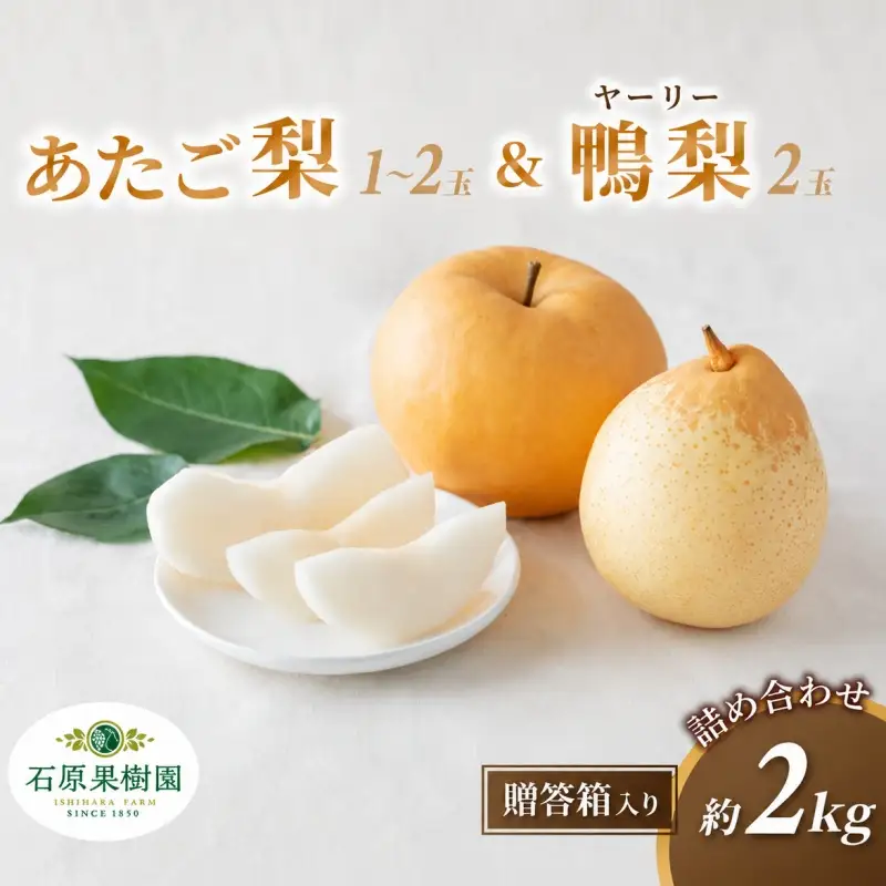 梨 詰め合わせ あたご梨1～2玉 ヤーリー梨2玉 計2kg 贈答箱 岡山県産 【ishk022-01】