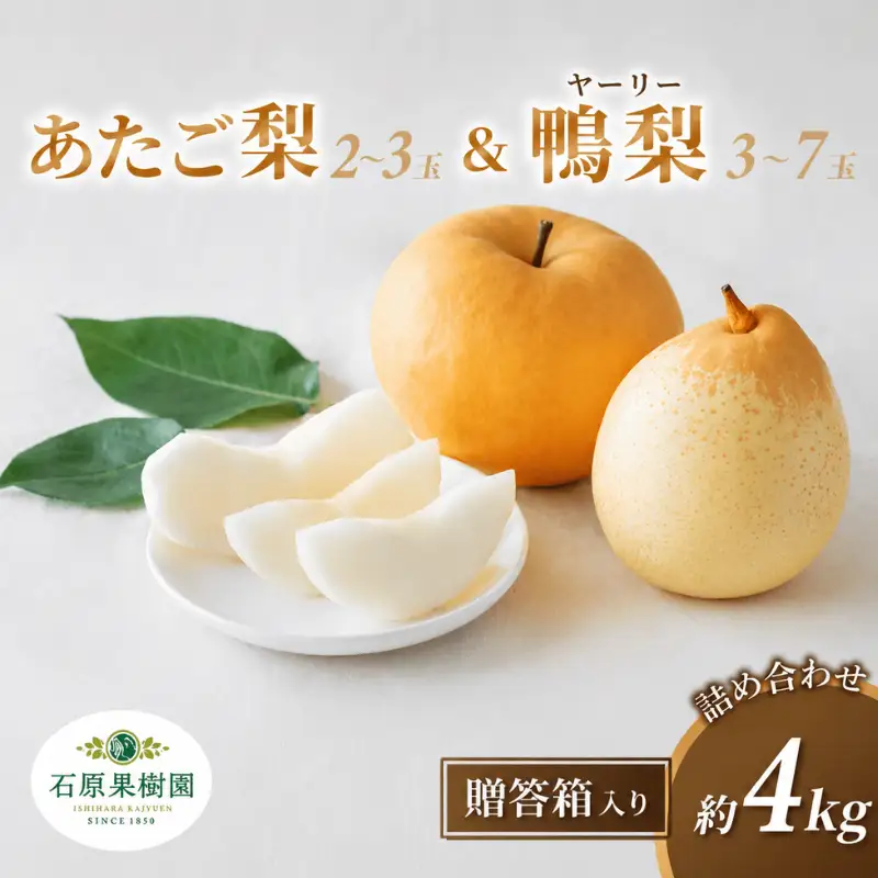 梨 詰め合わせ あたご梨2～3玉 ヤーリー梨3～7玉 計3kg 贈答箱 岡山県産 【ishk025-01】