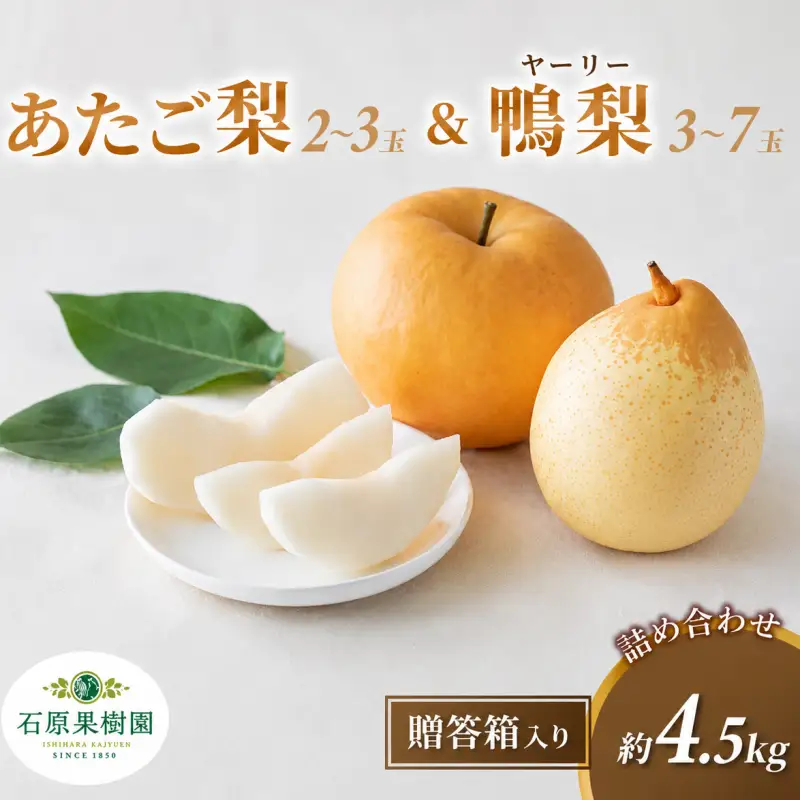 梨 詰め合わせ あたご梨2～3玉 ヤーリー梨3～7玉 計4.5kg 贈答箱 岡山県産 【ishk026-01】