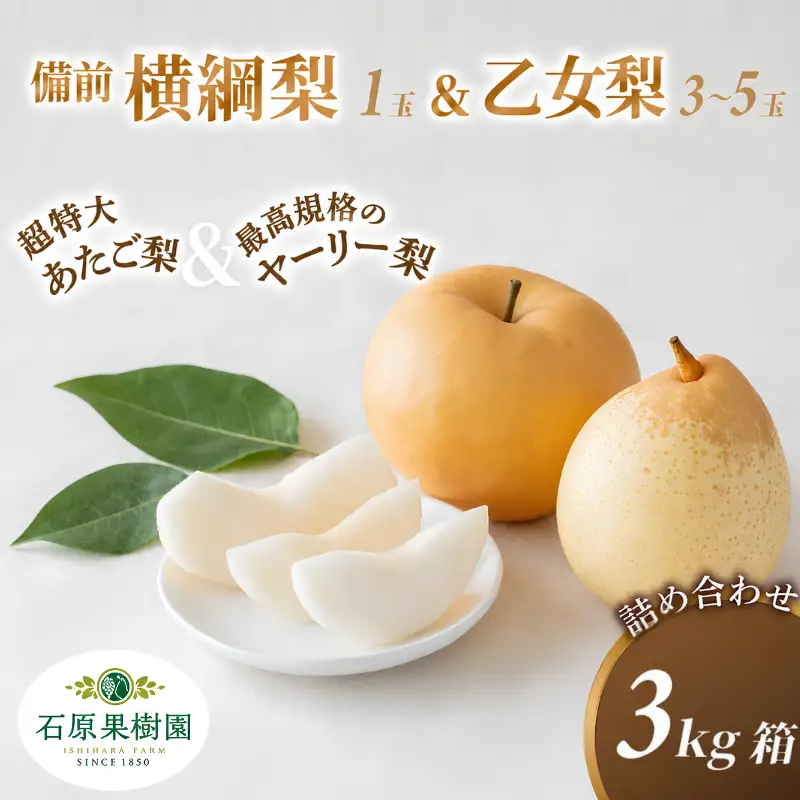 梨 詰め合わせ 3kg箱 横綱梨1玉(1～1.5kg玉) 乙女梨3～5玉 岡山県産【ishk034-01】