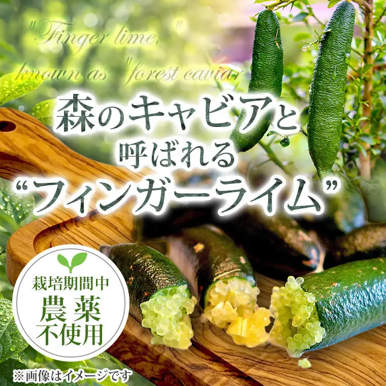 ライム フィンガーライム アソート 6本 ～ 8本（80ｇ前後） 果物 フルーツ 果実 品種 おまかせ 無農薬 農薬不使用 プチプチ 柑橘 らいむ 【先行予約・2026年9月より順次発送予定】（108-01）