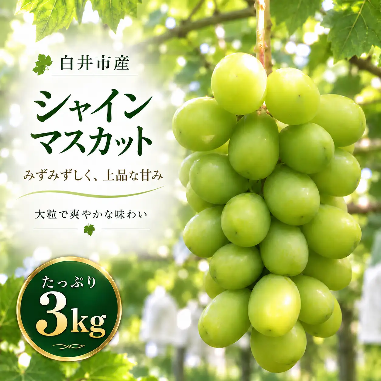 シャイン マスカット ぶどう   人気 果物 冷蔵 　3kg   大粒 高級 数量限定 期間限定 秋 旬