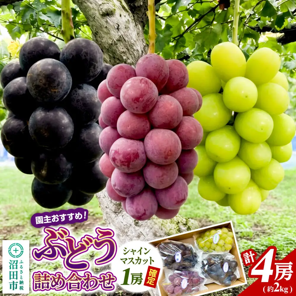 園主おすすめ！ ぶどう詰め合わせ 計4房（約2kg）シャインマスカット1