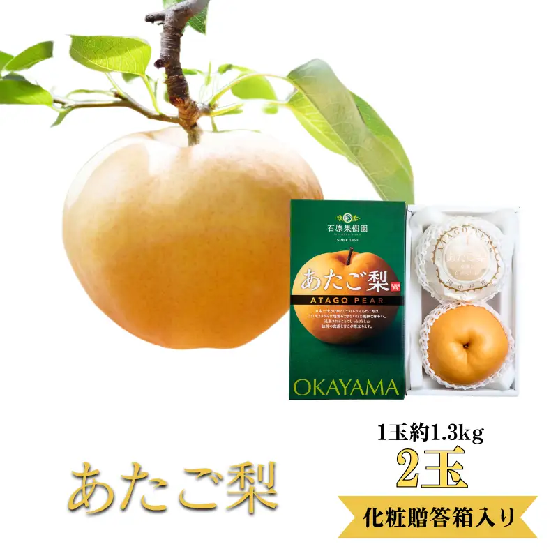 あたご梨 2玉 化粧 贈答箱 赤秀 約1.3kg玉【先行予約 2026年11月中旬から順次発送】