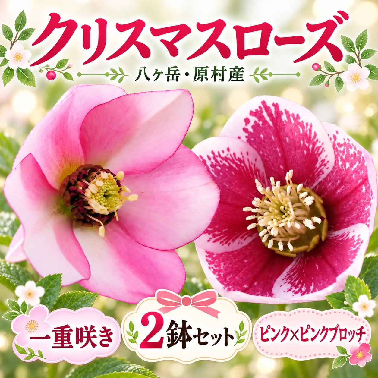八ヶ岳・原村産　クリスマスローズ（一重咲き）2鉢セット 【ピンク×ピンクブロッチ】｜深山花園