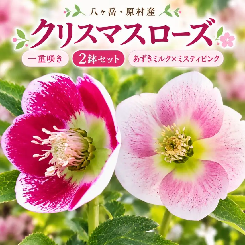 八ヶ岳・原村産　クリスマスローズ（一重咲き）2鉢セット 【あずきミルク×ミスティピンク】｜深山花園