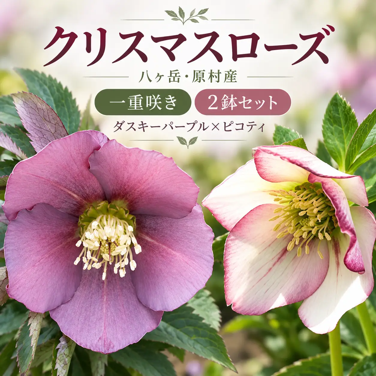 八ヶ岳・原村産　クリスマスローズ（一重咲き）2鉢セット 【ダスキーパープル×ピコティ】｜深山花園