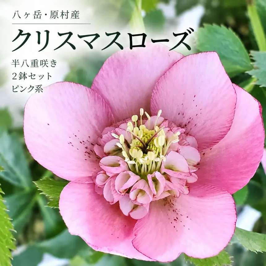 八ヶ岳・原村産　クリスマスローズ（半八重咲き）2鉢セット 【ピンク系×ピンク系】｜深山花園