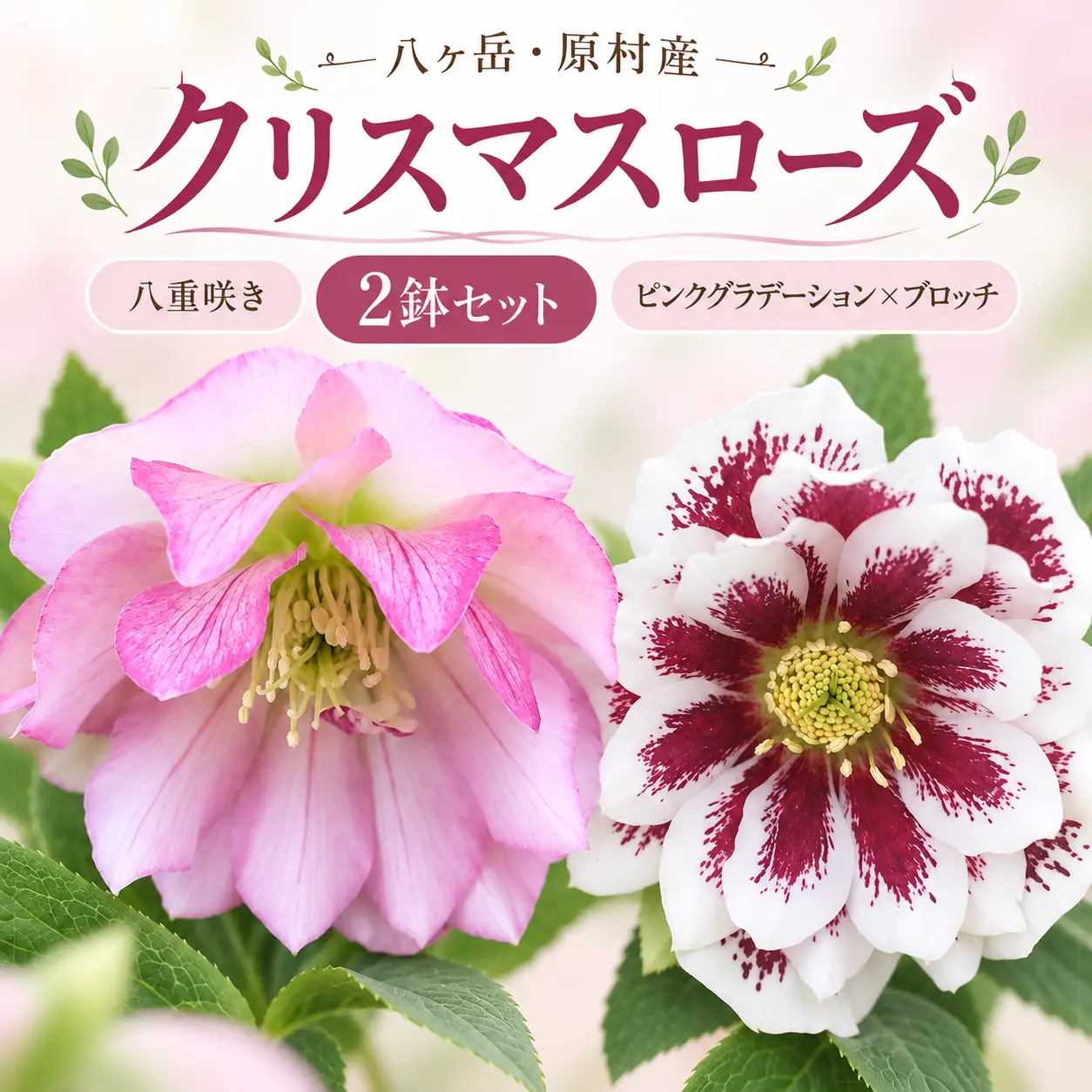八ヶ岳・原村産　クリスマスローズ（八重咲き）2鉢セット 【ピンクグラデーション×ブロッチ】｜深山花園