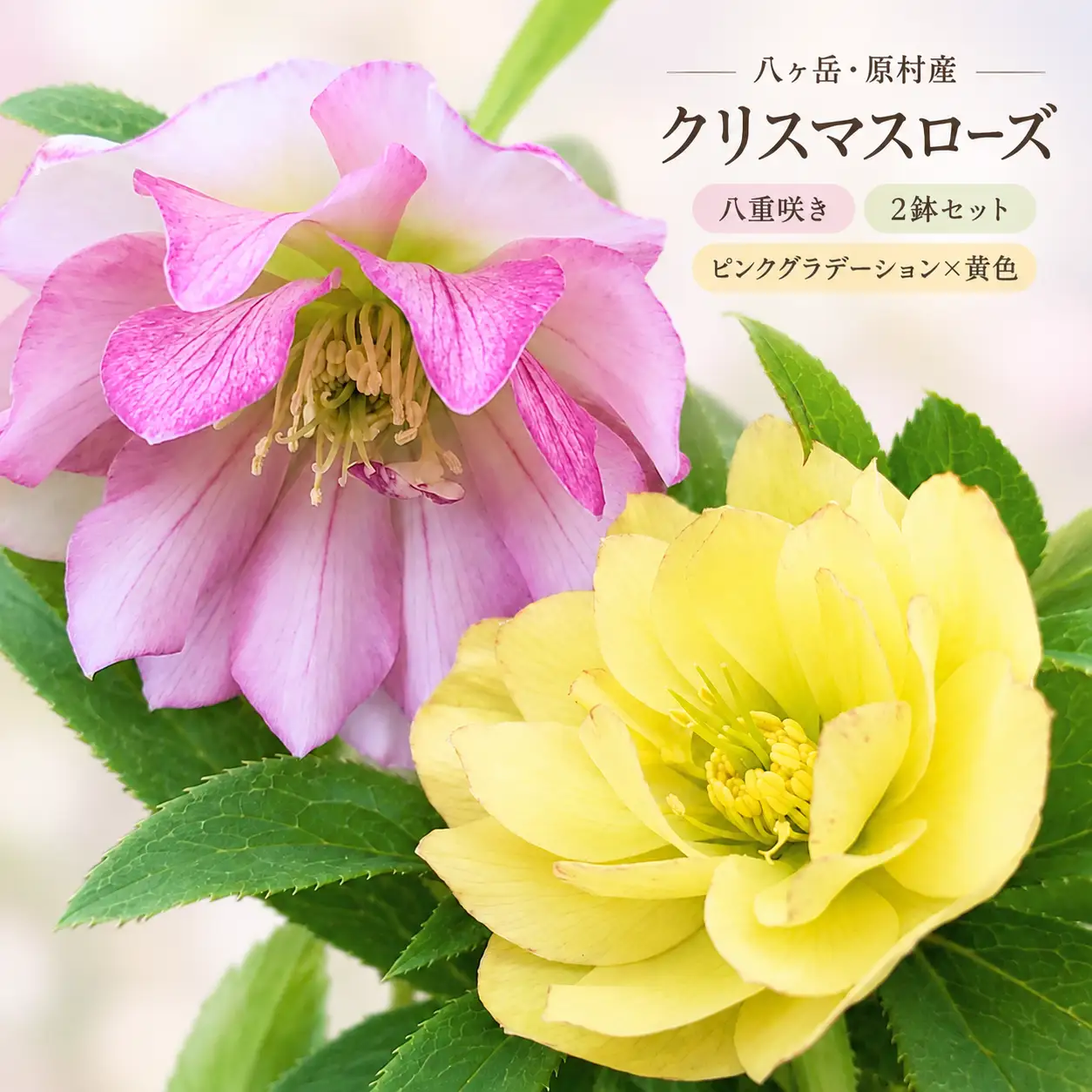 八ヶ岳・原村産　クリスマスローズ（八重咲き）2鉢セット 【ピンクグラデーション×黄色】 ｜深山花園
