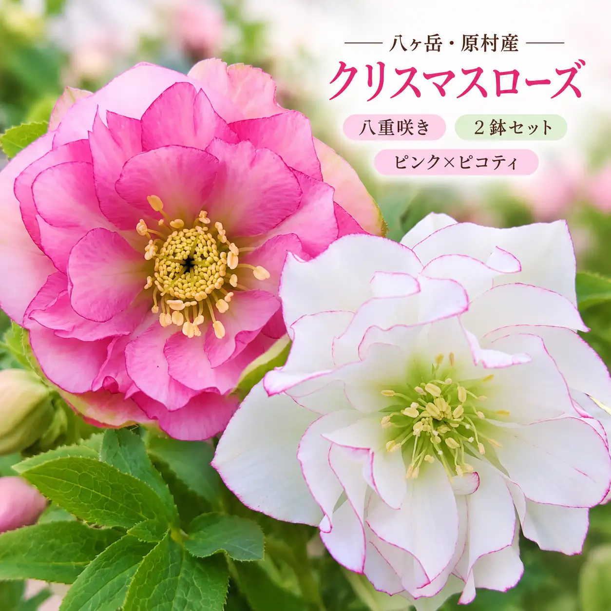 八ヶ岳・原村産　クリスマスローズ（八重咲き）2鉢セット 【ピンク×ピコティ】 ｜深山花園